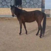 فروش مادیان ۴ ساله