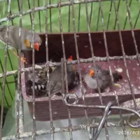 ۳عدد فنچ سالم