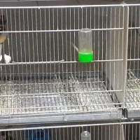 پرنده|پرنده|قزوین, |دیوار