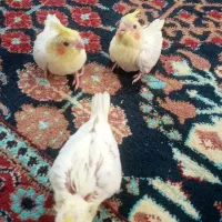 جوجه عروس هلندی سرلاکی|پرنده|گالیکش, |دیوار