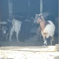 بز و بزغاله فروشی