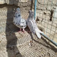 کوهی دمسفید|پرنده|سوسنگرد, |دیوار