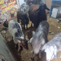 بره نر|حیوانات مزرعه|رباط‌کریم, رباط‌کریم|دیوار