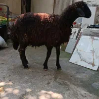 دو راس بره نر پرواری،تا عید قربان هم نگهداری میشود