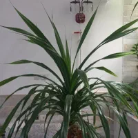 گل طبیعی دوتا درخت موز فاندانوس ونخل|گل و گیاه طبیعی|شاهرود, |دیوار