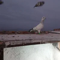 شامی پاکستانی کاکلی