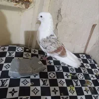 کبوتر