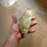 ماهی کپور زنده