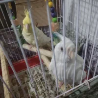 عروس هلندی جوجه|پرنده|نسیمشهر, |دیوار