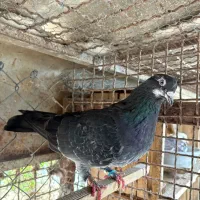 کبوتر پرشی|پرنده|رویان, |دیوار
