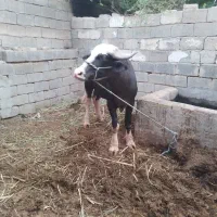 شهر|حیوانات مزرعه|اهواز, زندوکیلی|دیوار
