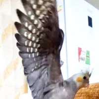 جوجه عروس هلندی سینامون نر|پرنده|سنندج, |دیوار