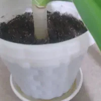 گل گندمی|گل و گیاه طبیعی|کرمانشاه, |دیوار