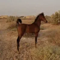 کره مادیان عرب