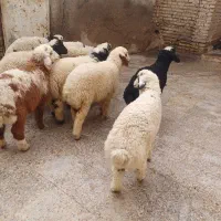 بره یاگوسفند