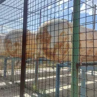 فروش تانکر های دو هزار گالن ای پنج عدد|ماشین‌آلات صنعتی|کلیائی, |دیوار