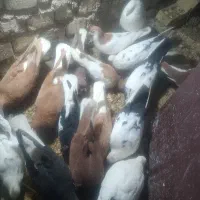 کبوتر شهری کرمانی جفتی600