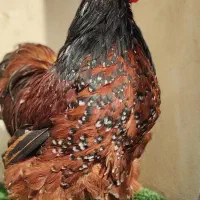 تخم نطفه دار اورپینگتون|حیوانات مزرعه|تهران, امام زاده عبدالله|دیوار