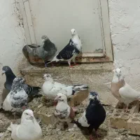 کبوتر|پرنده|کبودرآهنگ, |دیوار