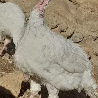 بوقلمون بیوتی (سفید)|حیوانات مزرعه|بانه, |دیوار