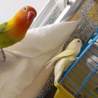 فروش جفت کوتوله