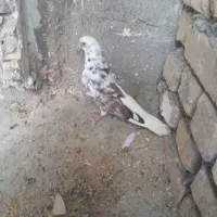 کبوتر سالم|پرنده|دهگلان, |دیوار