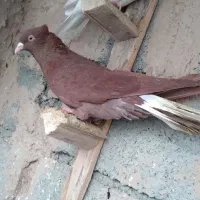 کفتر کبوتر رنگی پرشی کفتر بوم دم سفید سرخ دم سفید