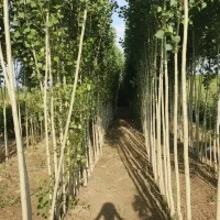 صـنـوبر بکار سود بینهایت ببر هدیه ویژه خرید امروز