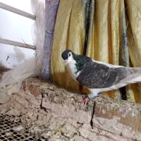 کفتر ساده|پرنده|نیشابور, سرآب کوشک|دیوار