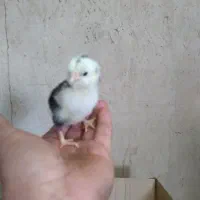 جوجه گلین ۴روزه