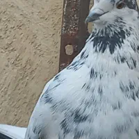 کبوتر تهرانی از متوسط تا عالی