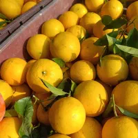 فروش پرتقال تامسون