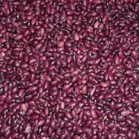 لوبیا قرمز