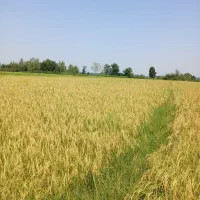 بذر اصلاح شده هاشمی(تخم جو هاشمی درجه یک)