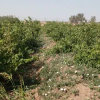 ّباغ انگور|فروش دفتر صنعتی، کشاورزی، تجاری|دشتابی, |دیوار