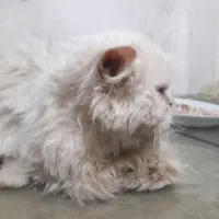 گربه پرشین اصل نر و ماده|گربه|اندیمشک, |دیوار