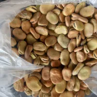 فروش انواع بذر یونجه پیاز باقله نخود فرنگی غصب|خدمات باغبانی و درختکاری|داراب, |دیوار