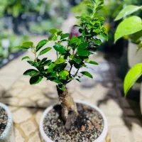 فروش گلهای آپارتمانی با مشاوره|گل و گیاه طبیعی|پردیس, فاز ۴|دیوار