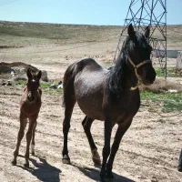 مادیان و کره مادیان نژاد کورد|اسب و تجهیزات اسبسواری|بوکان, |دیوار