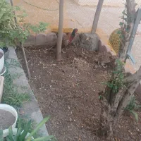 کبوتر.قره قاول|پرنده|سیرجان, |دیوار