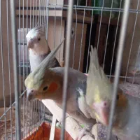 عروس هلندی نروماده مولد همراه جوجه