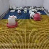 پالت کف گنجه کبوتر وبستر مرغ