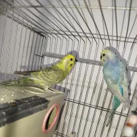 مرغ عشق رینبو و پروانه ای|پرنده|دوگنبدان, |دیوار