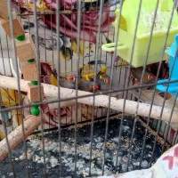 چهار عدد فنچ