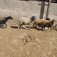 یکرسشیشکقوچعالیبرایداشت