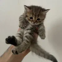 گربه