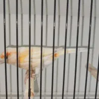 قناری ماده موزائیکی آماده|پرنده|بهبهان, |دیوار