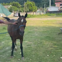 مادیان پنج ساله|اسب و تجهیزات اسب‌سواری|عباس‌آباد, |دیوار