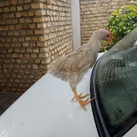 تغزیه با دان خوب