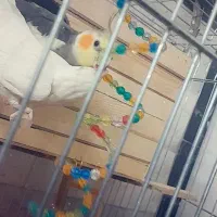 عروس هلندی طوسی و آلبینو